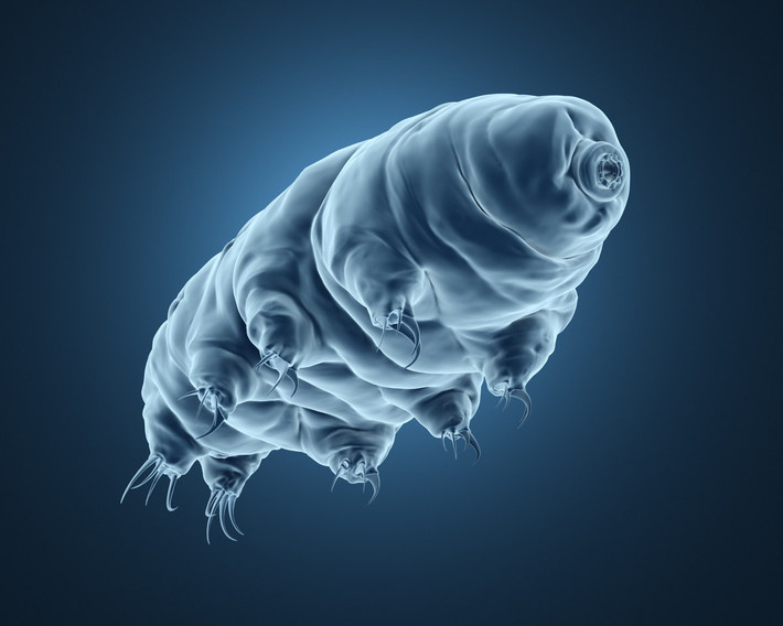 Khả năng chịu đựng này đã khuyến nghị rằng Tardigrada có thể tồn tại trên các hành tinh khác và có thể đó là hành tinh đầu tiên mà con người đến khám phá và khai thác. Ảnh: PBS.