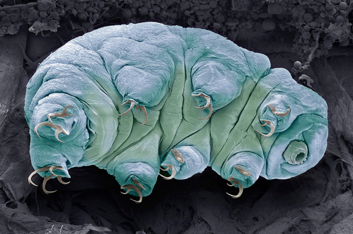 Một điểm thú vị khác của Tardigrada là khả năng chống lại tác động của bức xạ. Trong một thí nghiệm, các nhà khoa học đã gửi Tardigrada lên Trạm Không gian Quốc tế để xem chúng có thể chịu đựng bức xạ không. Ảnh: NBC News.