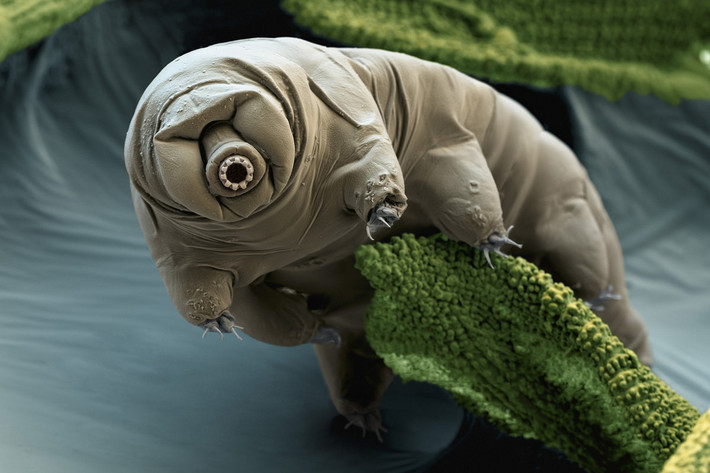 Đặc điểm đáng chú ý nhất của Tardigrada là chúng có khả năng sống trong môi trường cực đoan như độ ẩm bằng 0, nhiệt độ cực thấp hoặc cực cao, ánh sáng mạnh và áp suất cao. Chúng cũng có khả năng chịu đựng các yếu tố môi trường độc hại như phóng xạ và chất độc hóa học. Ảnh: National Geographic.