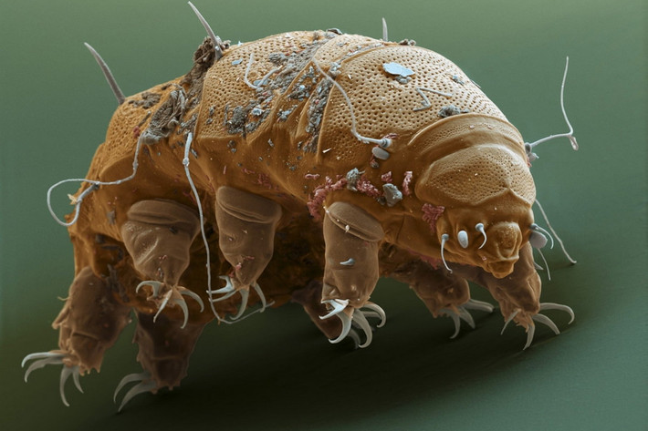 Đó là ngành Đi chậm (Tardigrada), còn được gọi là "gấu nước" hoặc "sinh vật núi lửa". Với khả năng sống sót trong môi trường cực đoan và khả năng chịu đựng đáng kinh ngạc, Tardigrada đã trở thành một đề tài nghiên cứu thú vị trong ngành sinh học. Ảnh: National Geographic.