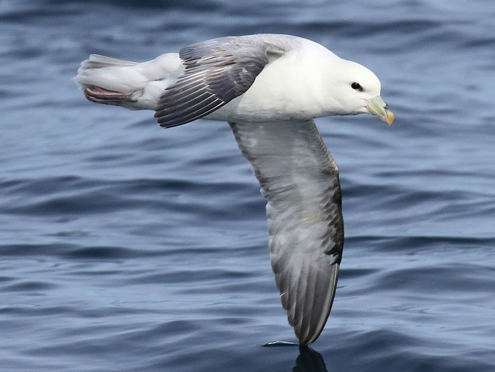 Hải âu Fulmar Bắc Cực (Fulmarus glacialis) dài 45-50 cm, phổ biến khắp Bắc bán cầu. Như nhiều loài hải âu họ hàng, chúng làm tổ trên các mỏm đá và có thể tiết ra chất dầu dạ dày có mùi hôi để xua đuổi các loài săn mồi.