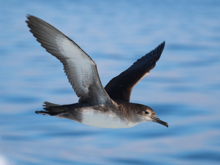 Hải âu chân hồng (Puffinus creatopus) dài 48 cm, làm trên các đảo ngoài khơi Chile và di trú đến đông Thái Bình Dương vào mùa hè. Chúng có các dạng màu sáng, tối khác nhau.