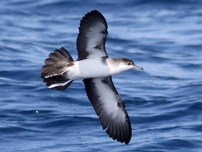 Hải âu Audubon (Puffinus lherminieri) dài 30 cm, sinh sản trên các đảo nhiệt đới Đại Tây Dương thuộc cả châu Phi và châu Mỹ. Có ý kiến coi các quần thể khác nhau của chúng là những loài riêng rẽ.