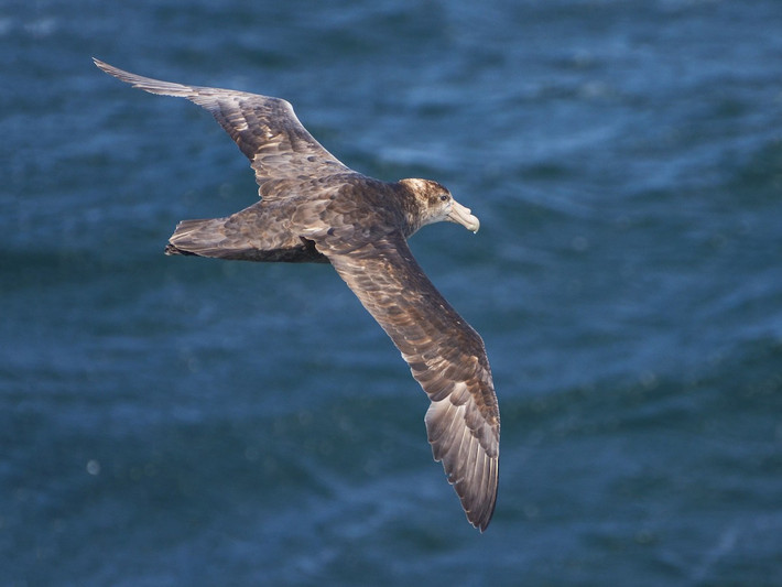 Hải âu Petrel lớn biển Nam (Macronectes giganteus) dài 86-99 cm, cư trú ở Nam Đại Dương. Không giống nhiều loài hải âu Petrel khác, loài này có chân đủ khỏe để đi trên mặt đất dễ dàng. Chúng là loài chim ăn xác thối.