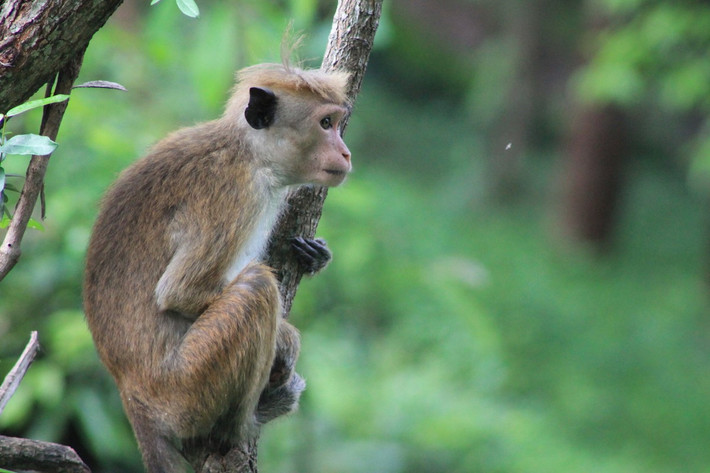 Khỉ mũ Sri Lanka (Macaca sinica) dài 43-53 cm, là loài khỉ đặc hữu của đảo Sri Lanka. Sống trong các khu rừng ẩm, đây là loài khỉ nhỏ nhất trong chi Macaca.