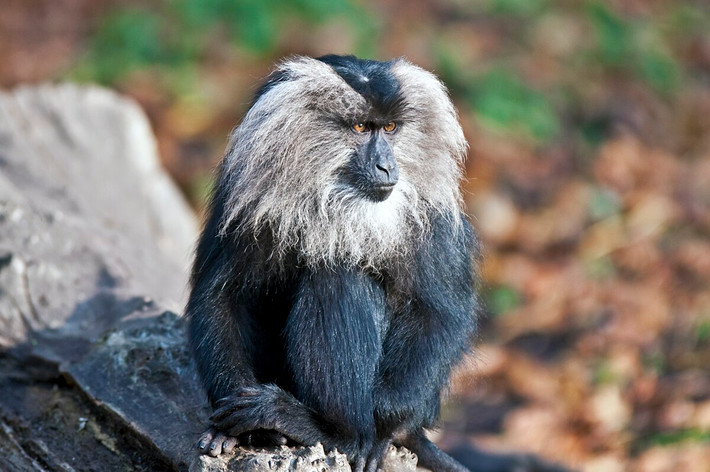 Khỉ đuôi sử tử (Macaca silenus) dài 40-61 cm, là loài khỉ đặc hữu của vùng Tây Ghat, Tây Nam Ấn Độ. Sống ở các khu rừng gió mùa ẩm, loài khỉ này dành phần lớn thời gian trên cây. Quanh mặt chúng có lông dài màu sáng đặc trưng.