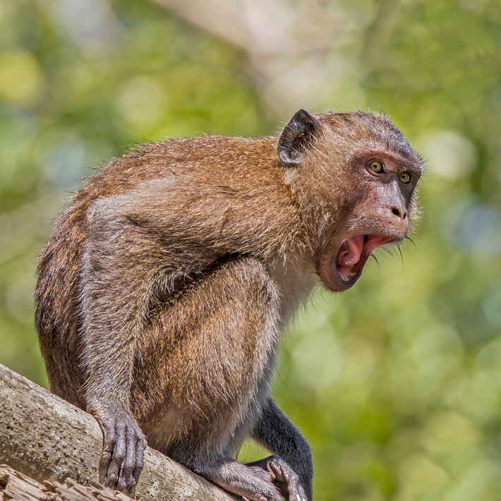 Khỉ ăn cua hay khỉ đuôi dài (Macaca fascicularis) dài 37-63 cm, phân bố ở Đông Nam Á. Không chỉ ăn cua như tên của nó, loài khỉ này còn ăn côn trùng, ếch nhái, quả và hạt.