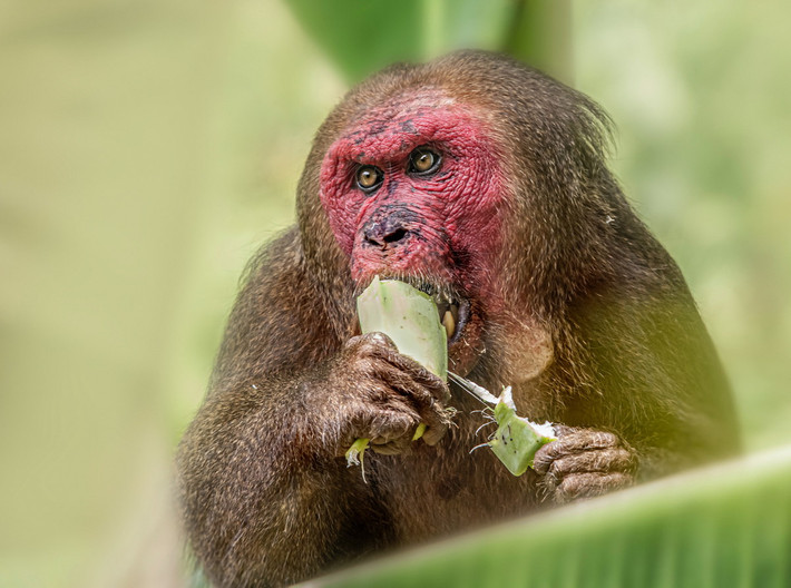 Khỉ mặt đỏ (Macaca arctoides) dài 49-70 cm, sống ở các khu rừng ẩm nhiệt đới và cận nhiệt đới Đông Nam Á. Phân da mặt trụi lông của loài khỉ này lan rộng hơn các loài họ hàng và có màu đỏ tươi. Chúng sống cả trên cây và dưới mặt đất.
