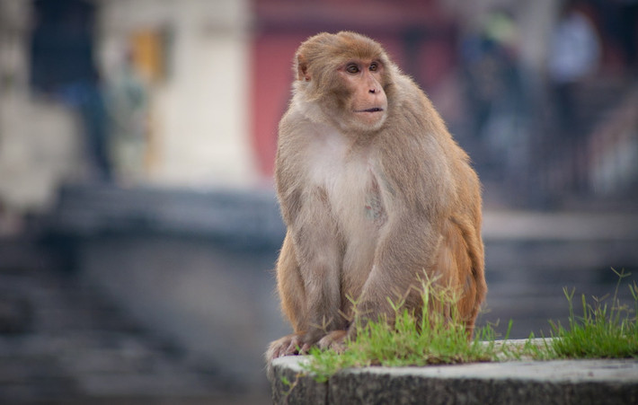 Khỉ vàng (Macaca mulatta) dài 45-64 cm, phân bố từ Tây Afghanistan qua Ấn Độ đến phía Bắc của Đông Nam Á và phía Nam Trung Quốc. Loài khỉ thường gặp nhất này này sống ở các khu vực khô và trống trải. Các cá thể trưởng thành có thể bơi xa 0,8 km giữa các đảo.