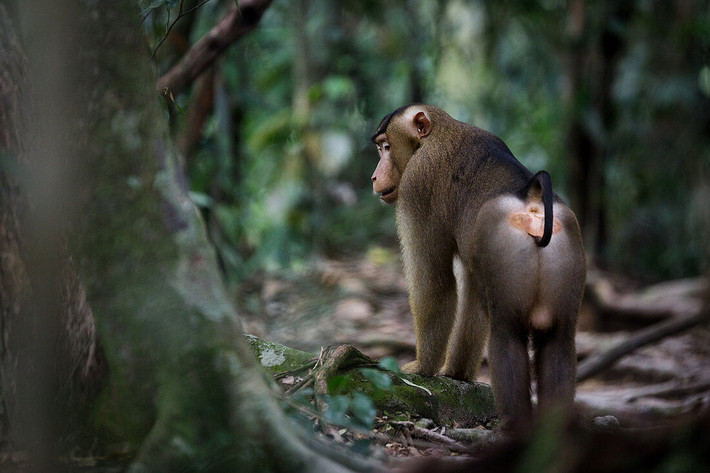Khỉ đuôi lợn Mã Lai (Macaca nemestrina) dài 47-60 cm, cư trú ở khác khu vực ẩm, gồm rừng mưa và đầm lầy Đông Nam Á. Thức ăn của chúng chủ yếu là các loại quả, nhưng có khi là các động vật nhỏ như chuột. Đuôi chúng ngắn và cong như cái móc.