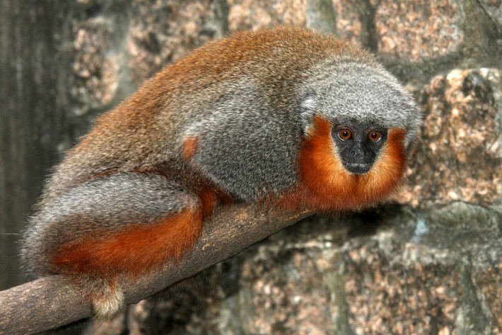 Khỉ titi bụng đỏ (Callicebus moloch) dài 27-43 cm, sống ở các khu rừng miền trung Brazil. Đây là một trong những loài khỉ có màu sắc sặc sỡ nhất châu Mỹ. Chúng có tập tính bảo vệ lãnh thổ gia đình rất cao.