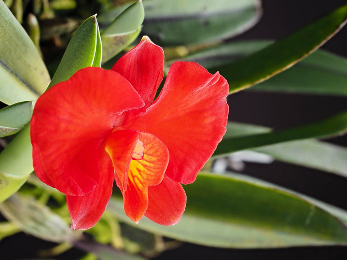 Phong lan Cattleya đỏ (Cattleya coccinea). Nguồn gốc: Nam và Đông Nam Brazil đến Bắc Argentina. Đặc điểm nổi bật: Hoa lớn, đỏ tươu, lâu tàn, mỗi gốc lá chỉ ra một bông hoa.