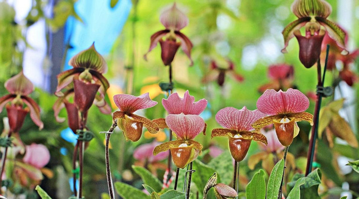 Phong lan hài (chi Paphiopedilum). Nguồn gốc: Khu vực nhiệt đới châu Á. Đặc điểm nổi bật: Môi của mỗi bông hoa có hình dáng như chiếc hài của phụ nữ.