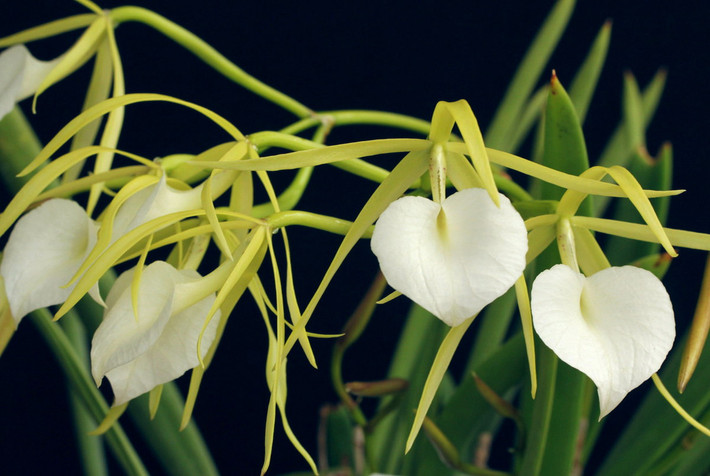 Phong lan dạ nữ (Brassavola nodosa). Nguồn gốc: Trung Mỹ và phía Bắc của Nam Mỹ. Đặc điểm nổi bật: Hoa có màu từ xanh lá cây đến trắng; môi lớn loe ra thành hình trái tim; có hương thơm ngọt ngào tỏa ra vào ban đêm.