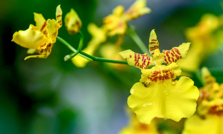 Phong lan vũ nữ (chi Oncidium). Nguồn gốc: Trung và Nam Mỹ. Đặc điểm nổi bật: Có các cụm hoa dài, phân nhánh, nhiều hoa; hoa màu vàng có đốm nâu, hình dáng như một "người phụ nữ đang nhảy múa".