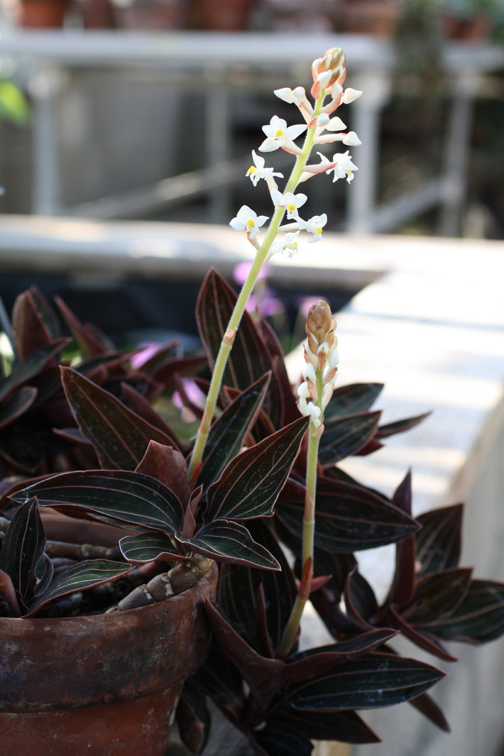 Phong lan gấm (Ludisia discolor). Nguồn gốc: Nam Trung Quốc, bán đảo Đông Dương, Sumatra, Borneo, Philippines. Đặc điểm nổi bật: Có những chiếc lá màu nâu đỏ hấp dẫn với đường gân màu trắng hồng, hoa nhỏ màu trắng hoặc hồng nhạt.