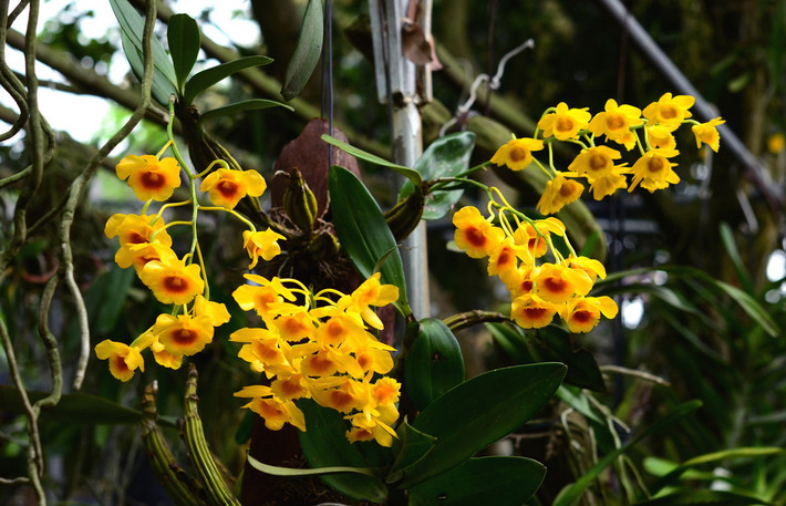 Phong lan kim điệp (Dendrobium chrysotoxum). Nguồn gốc: Nam Á, Đông Nam Á, Nam Trung Quốc. Đặc điểm nổi bật: Hoa thường có màu vàng cam với một đốm nâu đỏ ở giữa môi, có thể được thu hái và sấy khô để làm một loại trà giúp ngủ ngon.
