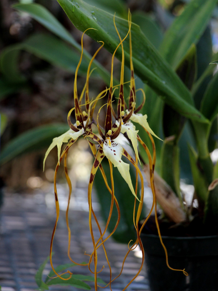 Phong lan nhện (chi Brassia). Nguồn gốc: Trung Mỹ và phía Bắc của Nam Mỹ. Đặc điểm nổi bật: Những bông hoa có đài hoa và cánh hoa hẹp và dài, hình dạng giống như con nhện.