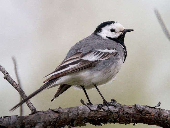 Chìa vôi trắng (Motacilla alba) có tiếng hót trong trẻo, hay hót vào sáng sớm. Dù chim hót hay bẩm sinh, nhưng để lên được nốt cao, đạt độ trong hoàn mỹ thì cần trải qua huấn luyện. Các nhà nuôi chim cảnh thường thuần hóa và dạy chim chìa vôi hót từ nhỏ.