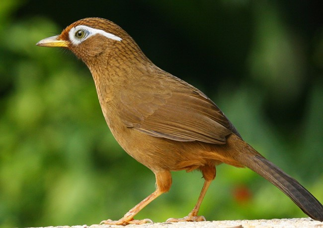 Chim họa mi (Garrulax canorus) có tiếng hót phức tạp với đủ giọng hồi (tiếng hót lên cao và dồn xuống thấp), giọng đổ (tiếng hót dừng ở một âm cao và rung mã vĩ) và giọng ngắt (tiếng hót nghẹn ngào như có chút đứt quãng). Khá nhát người, chúng chỉ hót khi cảm thấy an toàn và thoải mái.