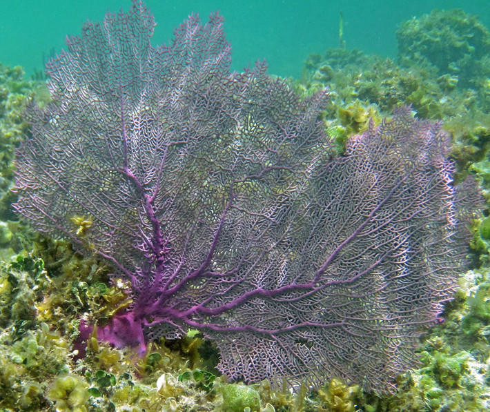 Quạt biển (Gorgonia ventalina) dài 1-1,5 mét, phân bố ở vùng biển Caribbean. Loài san hô này tạo thành các tập đoàn dạng quạt dựng đứng có trục trung tâm nâng đỡ, được gia cố bằng một chất sừng gọi là gorgonin.