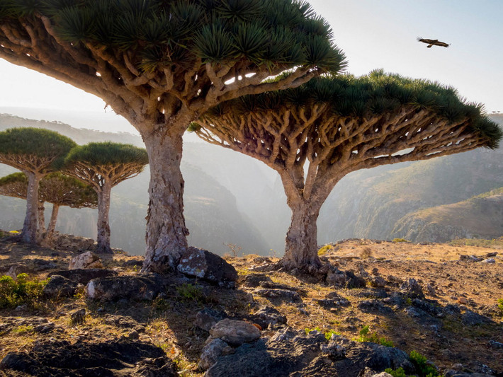 Được biết, Socotra được mệnh danh là “Galapagos của Ấn Độ Dương” bởi đây là nơi sinh sống của nhiều loài động thực vật đặc hữu kỳ lạ. Vào năm 2008, quần đảo Socotra đã được UNESCO đưa vào danh sách di sản thiên nhiên thế giới.