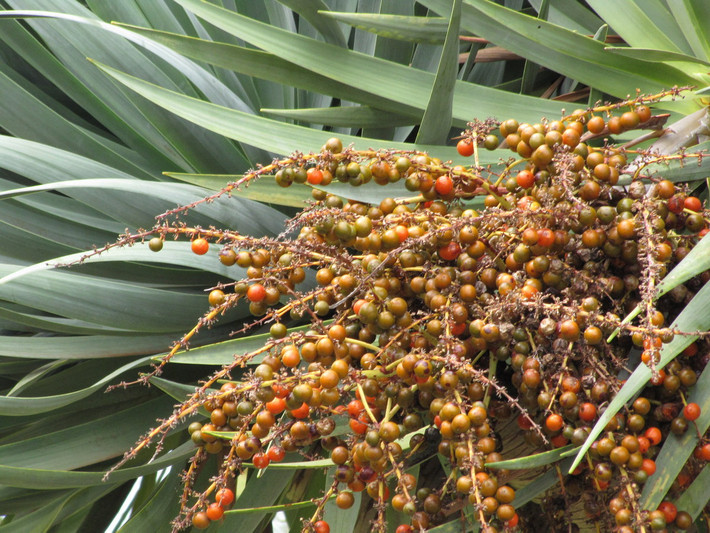 Quả của cây máu rồng được người dân đảo Socotra dùng làm thức ăn cho bò và dê. Trong khi vỏ cây có thể được tận dụng làm nguyên liệu bào chế mỹ phẩm.