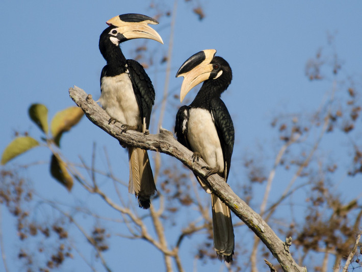 Cao cát Malabar (Anthracoceros coronatus) dài 70 cm, phân bố ở Ấn Độ và Srri Lanka. Giống như phần lớn các loài cao cát châu Á khác, chúng ăn tạp với các loại quả chiếm phần lớn trong khẩu phần ăn.