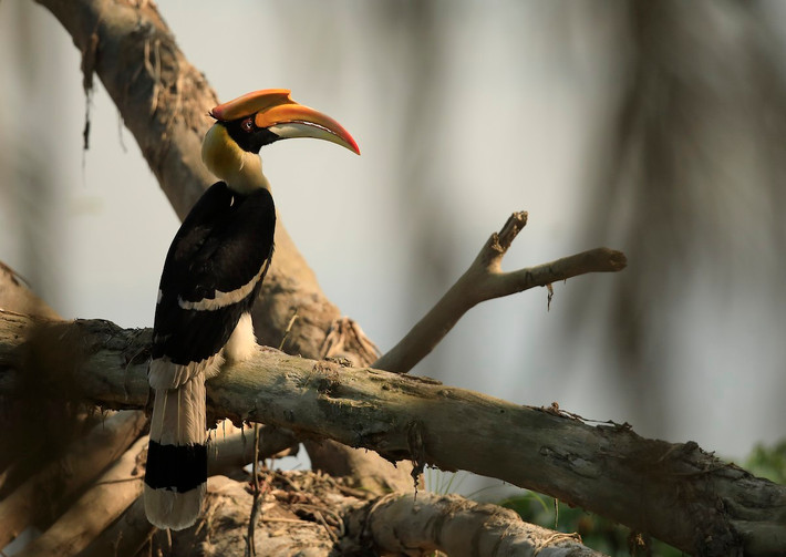Hồng hoàng (Buceros bicornis) dài 95-120 cm, sống trong các khu rừng của Ấn Độ, miền Nam Trung Quốc và Đông Nam Á, gồm Việt Nam. Là loài lớn nhất trong họ Hồng hoàng, chúng có cái mũ mỏ màu vàng tươi và đen trên đỉnh chiếc mỏ lớn. Ảnh: eBird.