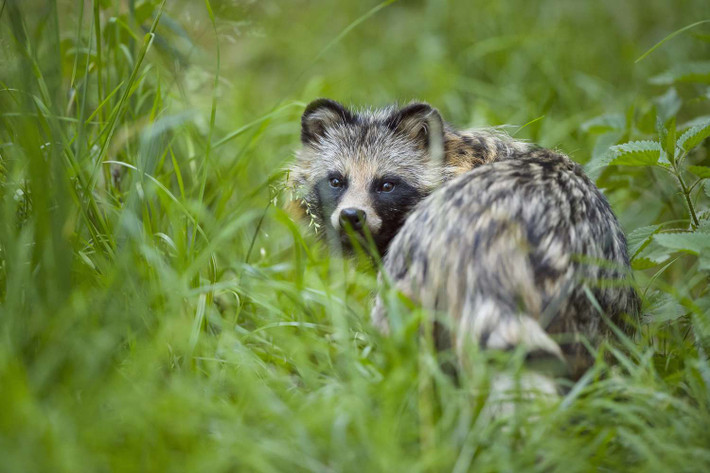 Lửng chó Nhật Bản (Nyctereutes viverrinus) hay tanuki từng được coi là một phân loài của lửng chó, cho đến khi tách thành loài riêng từ năm 2001. Loài vật này rất nổi tiếng trong văn hóa dân gian Nhật Bản. Ảnh: Treehugger.
