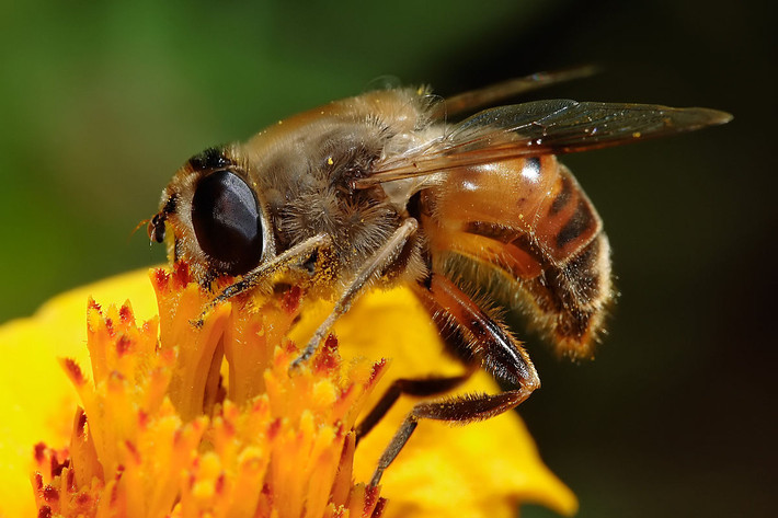 Ruồi ong mật (Eristalis tenax) dài 1,1-1,3 cm, phân bố ở châu Âu. Loài ruồi ăn phấn hoa này có vẻ ngoài rất giống ong mật. Ấu trùng của chúng sống trong các vũng nước tù đọng.