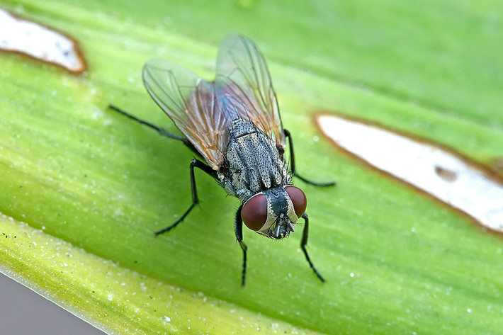 Ruồi nhà (Musca domestica) dài 8-1 mm, phân bố toàn cầu. Là loài ruồi phổ biến nhất gần nơi ở của con người, chúng có thể truyền một số sinh vật mang bệnh vào thức ăn.