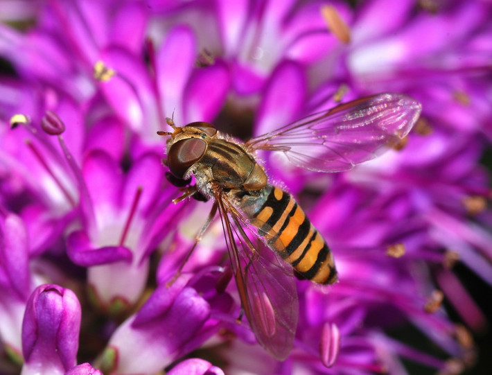 Ruồi giả ong mứt (Episyrphus balteatus) dài 0,9-1,2 cm, phổ biến ở châu Âu. Thường được nhìn thấy trong các khu vườn, loài ruồi này ăn phấn hoa và mật hoa. Ấu trùng của chúng ăn rệp.