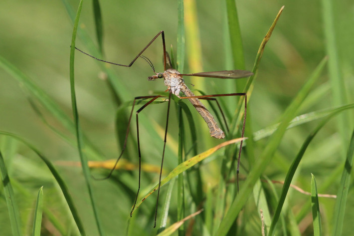 Muỗi sếu đầm lầy (Tipula oleracea) dài 2,5 cm, có nguồn gốc từ châu Âu. Loài muổi có chân rất dài này chỉ sống ở nơi có nước. Chúng đã xâm nhập vào Bắc Mỹ và các vùng cao ở Nam Mỹ.