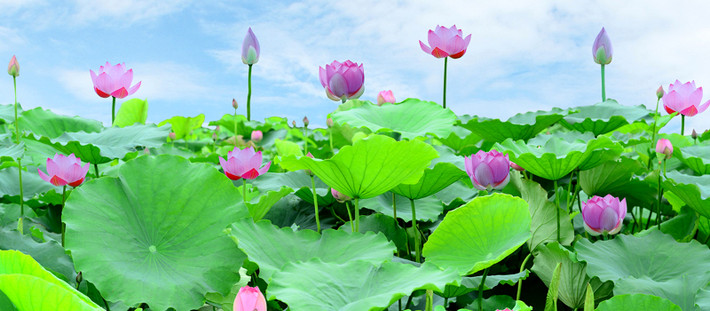 Phụ nữ sinh tháng 5 Âm lịch. Theo tử vi, phụ nữ sinh vào tháng 5 Âm lịch cũng có cuộc đời may mắn. Thời trẻ, có nhiều người theo đuổi, cũng đã có một số mối tình đẹp. Đến khi lấy chồng, phụ nữ sinh tháng Âm lịch này lấy được người chồng như ý, được gả vào gia đình hào môn, hôn nhân hạnh phúc, vợ chồng yêu thương nhau, cuộc sống ngày càng phú quý.