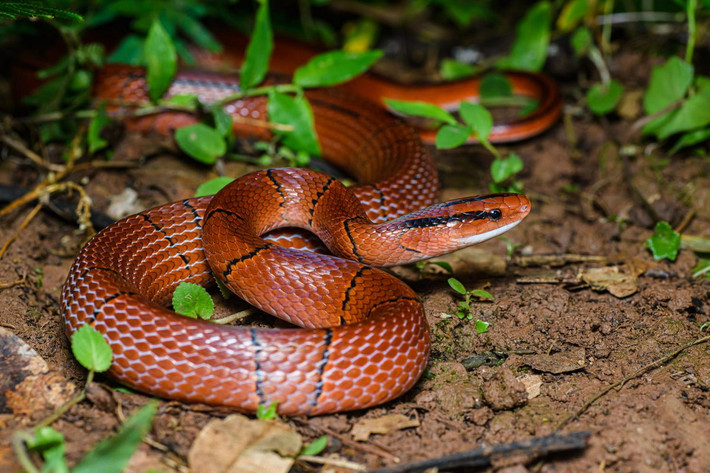 Rắn sọc đốm đỏ (Oreocryptophis porphyraceus) dài 1 mét, được ghi nhận ở Lào Cai, Cao Bằng, Bắc Kạn, Lạng Sơn, Thái Nguyên, Vĩnh Phúc, Hà Tĩnh, Gia Lai. Đây là một trong số ít loài rắn có màu đỏ rực trên thế giới. Ảnh: Thai National Parks.