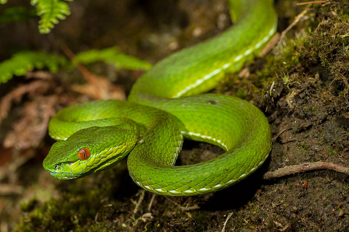 Rắn lục mắt đỏ (Trimeresurus stejnegeri) dài 75 cm, được ghi nhận từ khu vực miền núi phía Bắc đến Nam Trung Bộ và Tây Nguyên. Loài rắn rất độc này có đôi mắt đỏ nổi bật trên nền da xanh lá. Ảnh: Wikipedia.
