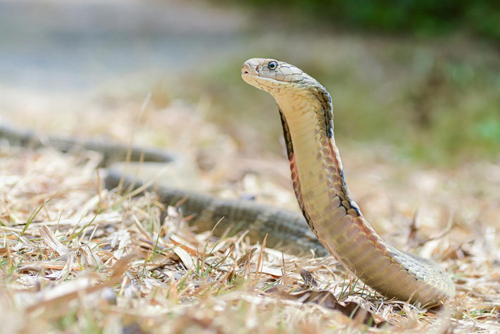 Rắn hổ mang chúa (Ophiophagus hannah) dài 3-5 mét, được ghi nhận từ miền núi phía Bắc đến Đông Nam Bộ. Đây là loài rắn lớn nhất thế giới. Con mồi của chúng là các loài rắn nhỏ hơn. Ảnh: Thai National Parks.