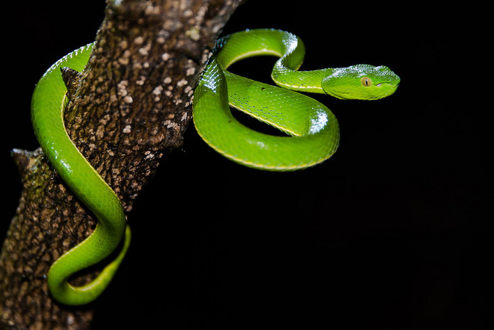 Rắn lục miền nam (Viridovipera vogeli) dài 0,8-1,1 mét, được ghi nhận ở Gia Lai, Đồng Nai, Lâm Đồng, Minh Hải, Cà Mau. Loài rắn màu xanh bắt mắt này có nọc độc mạnh, nguy hiểm với con người. Ảnh: Wikipedia.