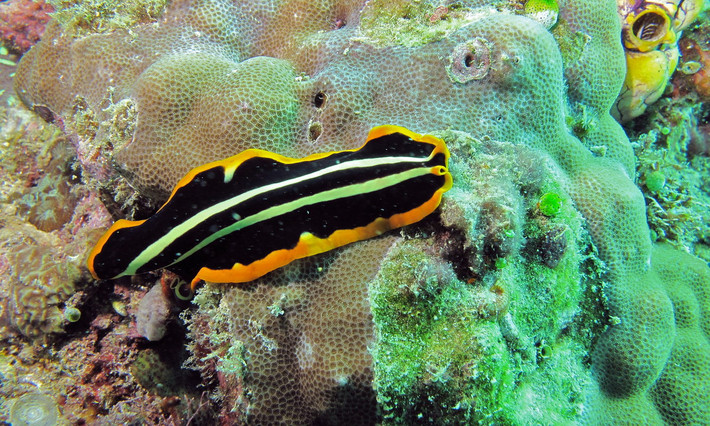 Sán lá vàng đen ruột nhiều nhánh (Pseudoceros dimidiatus) dài 7-8 cm, phân bố ở vùng biển Ấn Độ Dương - Thái Bình Dương. Loài sán lớn sống tự do này có màu sắc nổi bật để cảnh báo cho động vật săn mồi rằng thịt của chúng có vị khó chịu.