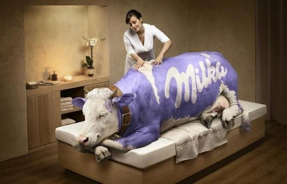Nhằm khẳng định chất lượng từ một thương hiệu sữa, một công ty đã nhanh chóng cho ra mắt mẫu quảng cáo sữa với hình tượng con bò sữa được nhân viên chăm sóc, mát xa tối đa. Họ hy vọng rằng, những con bò sữa được chăm sóc tốt sẽ cho ra những dòng sữa tự nhiên chất lượng tốt hơn.
