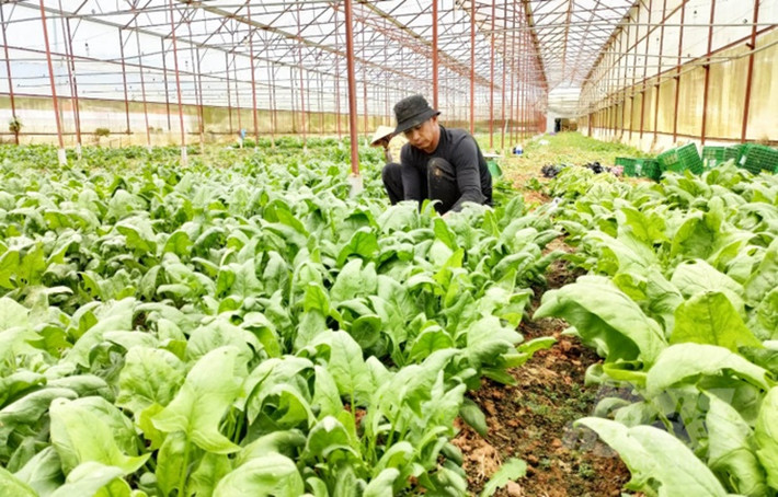 Khi cây có 5 - 7 lá đã trưởng thành thì có thể thu hoạch. Loại rau này cũng là cây thân mềm nên rất khó bảo quản, vận chuyển. Để tiêu thụ ở các tỉnh xa cần phải có xe đông lạnh chuyên dụng.
