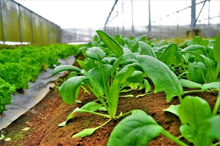 Giá bán rau cải bó xôi khoảng 20.000 đồng - 25.000 đồng/kg cho lãi 30 triệu đồng/0,5ha/vụ.