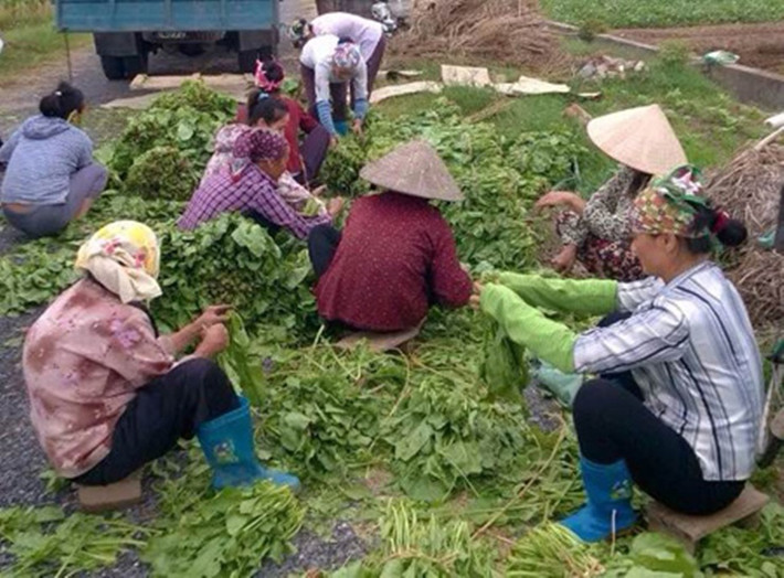 Rau cải bó xôi ưa lạnh, chỉ sau 45 ngày trồng đã cho thu hoạch. Đặc điểm đáng chú ý là cây phát triển nhanh, lá to.