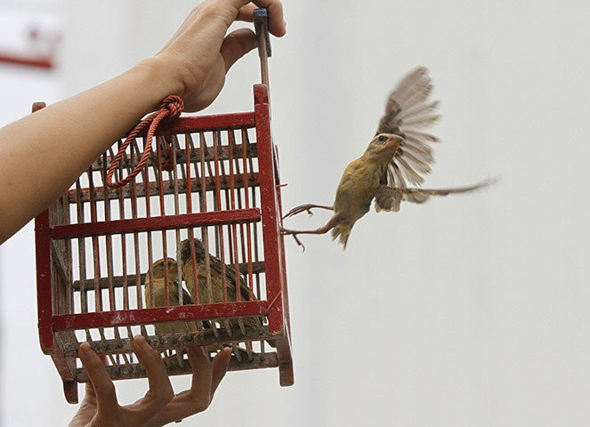3. Bản chất của phóng sinh là một việc làm xuất phát từ lòng từ bi. Phóng sinh với những mục đích vụ lợi như mong cầu may mắn, thành đạt, giàu sang... là sai lạc với bản chất của hành động này. Ảnh: KhoahocTV.