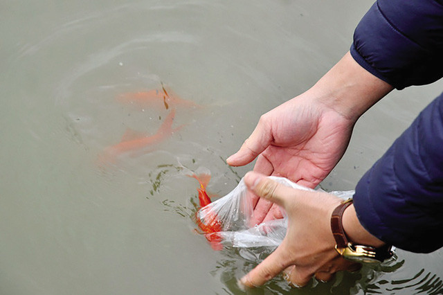 6. Phóng sinh động vật vào những môi trường không phù hợp, ví dụ như thả cá vào những ao hồ bị ô nhiễm, thả rùa cạn xuống nước... có thể sẽ trở thành hành vi "sát sinh" chứ không còn là phóng sinh. Ảnh: Giadinh.net.vn.