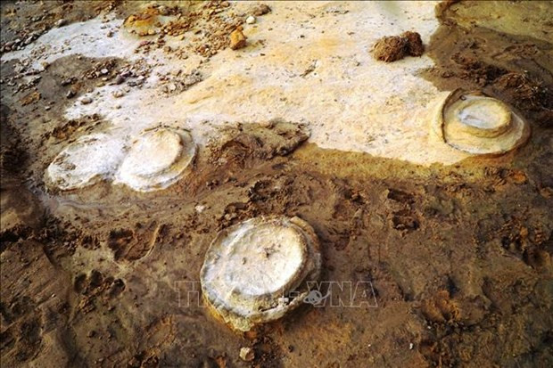 Cũng trong tháng 7, nhiều mẫu hóa thạch cổ sinh quý giá đã được phát hiện tại xã Chư Gu, huyện Krông Pa, tỉnh Gia Lai. Đây là những hóa thạch Cúc đá - tên một nhóm các loài sinh vật biển thân mềm đã bị tuyệt diệt. Tuổi của những hóa thạch này có thể dao động ở mức 200 – 150 triệu năm trước. Ảnh: Báo Dân tộc & Miền núi.