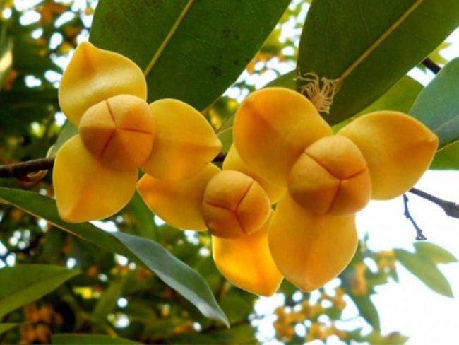 Quốc hoa là loài hoa biểu tượng cho một đất nước, được mọi người dân của đất nước đó yêu thích. Quốc hoa của Campuchia là hoa rumdul, một loài hoa độc đáo mà không phải ai cũng biết đến.