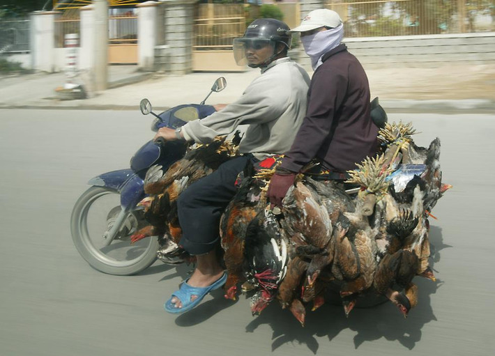 Hàng chục chú gà được chở trên một chiếc xe máy. Ảnh: Richard-seaman.com.