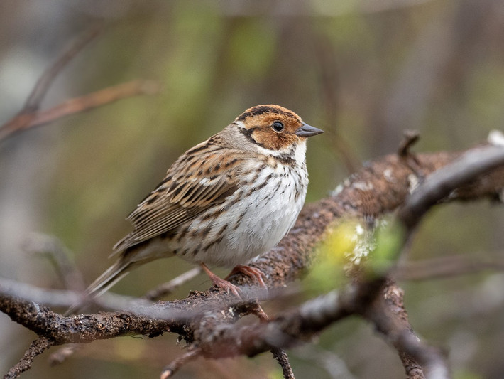 Sẻ đồng lùn (Emberiza pusilla) dài 12-14 cm, là loài trú đông tương đối phổ biến tại Tây Bắc, Đông Bắc, ghi nhận di cư qua Đông Bắc. Sinh cảnh của chúng là rừng thứ sinh, đồng cỏ, cây bụi, khu canh tác. Ảnh: eBird.